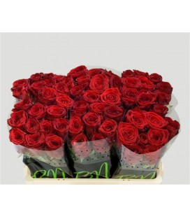 Rose Red Naomie 50 cm