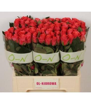 Rose Pink Taccazzi 60 cm