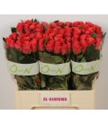 Rose Pink Tacazzi 50 cm