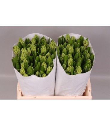 Jacinthe Top Blanche 30 cm