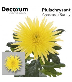 Chrysantheme Anastasia Sunny 70 cm