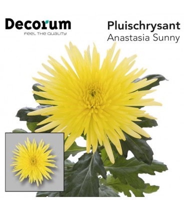 Chrysantheme Anastasia Sunny 70 cm