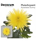 Chrysantheme Anastasia Sunny 70 cm