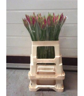 Nerine Favourite  65 cm