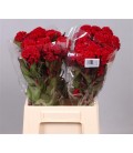 Celosie Red Chief 75 cm