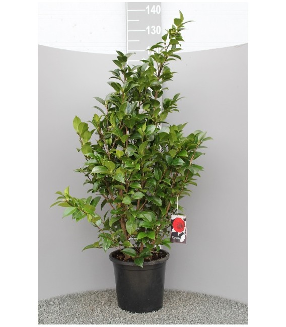 Camelia Japonica Pot de 30 h80-100