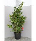 Camelia Japonica Pot de 30 h80-100