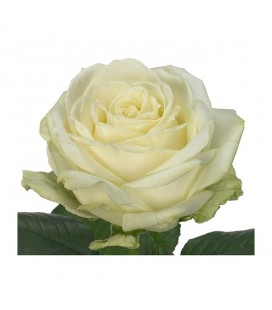 Rose Avalanche 55 cm