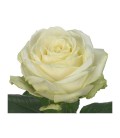Rose Avalanche 55 cm