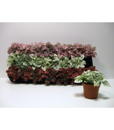 Hypoeste Mix Pot de 8
