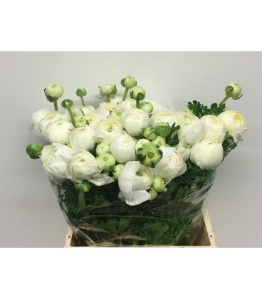 Renoncule Firenze 50 cm