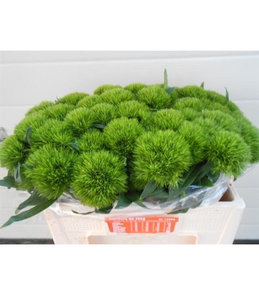 Dianthus Barbatus Green Wicky 50 cm
