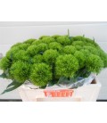 Dianthus Barbatus Green Wicky 50 cm
