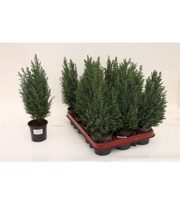 Ellwoodii pot de 9 h 35 cm