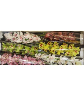 Cymbidium Mix 80 cm