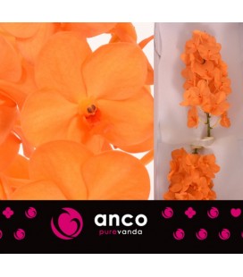 Vanda Prince orange x25