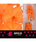 Vanda Prince orange x25
