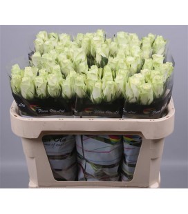 Rose Athena 70 cm
