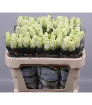 Rose Athena 70 cm