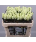 Rose Athena 70 cm