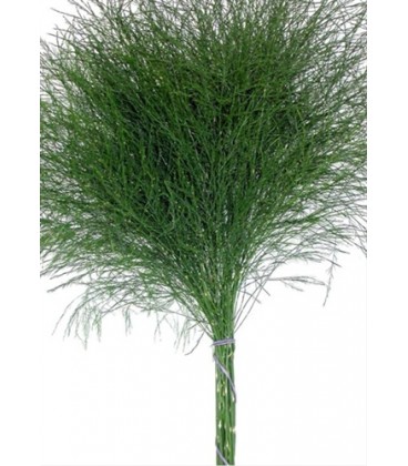 Tree Ferm