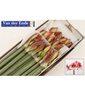 Amaryllis Showmaster