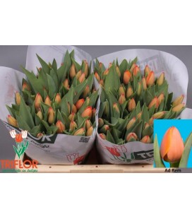 Tulipe Ad Rem