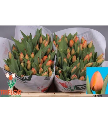 Tulipe Ad Rem