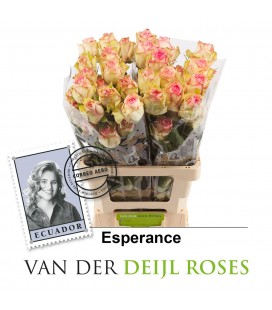 Rose Esperance 60 Cm X 25