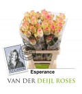 Rose Esperance 60 Cm