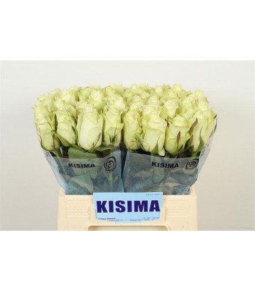 Rose Athena 40 cm