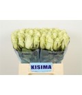 Rose Athena 40 cm