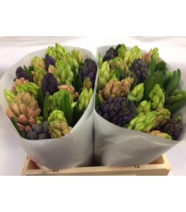Jacinthe 30 cm mix 3 coul