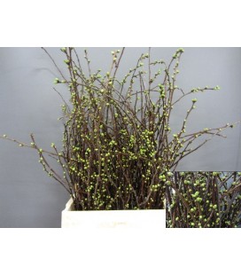 Prunus 80 cm 
