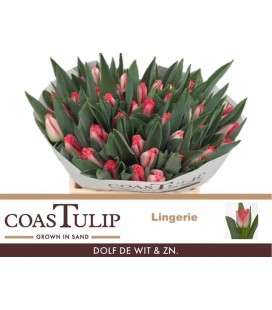 Tulipe FR Lingerie