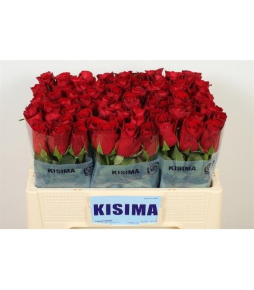 Rose Madama Red 50 cm