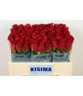 Rose Madama Red 50 cm