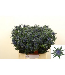 Chardon Orion Qstar 80 cm