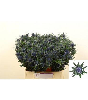 Chardon Orion Qstar 40 cm