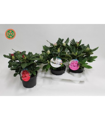 Rhododendron fleuri pot de 17