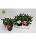 Rhododendron fleuri pot de 17