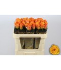 Rose Tycoon 70 cm