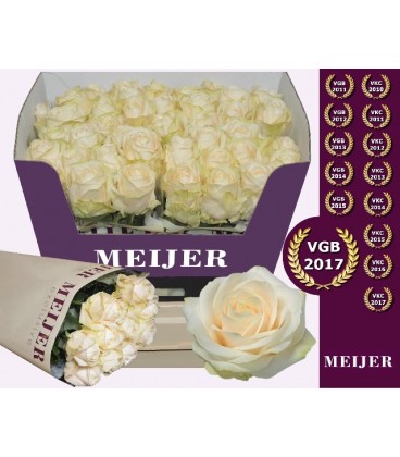 Rose Four Seasons 60 cm