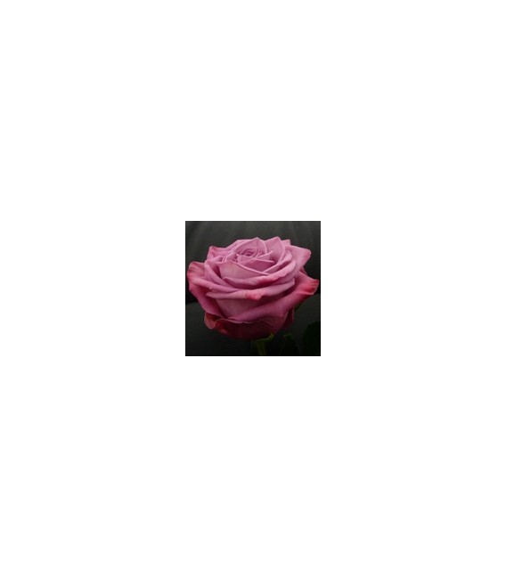 Rose Equateur Moody bluees 50 cm