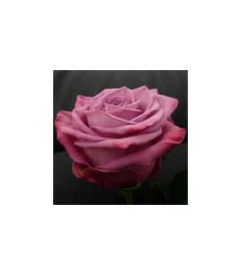 Rose Equat Moody bluees 50 cm x25