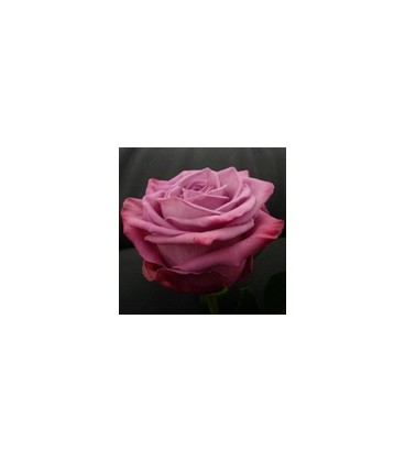 Rose Equateur Moody bluees 50 cm
