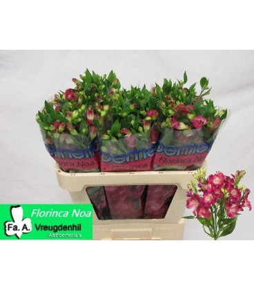 Alstromeria Noa