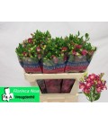 Alstromeria Noa 