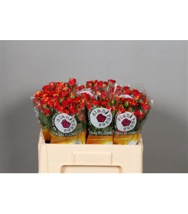 Rose Branchue Fire Flash 50 cm