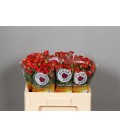 Rose Branchue Fire Flash 50 cm